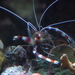 Banded Coral Shrimp - Photo (c) Pierre-Louis Stenger, some rights reserved (CC BY-NC)