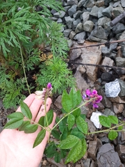 Vicia venosa