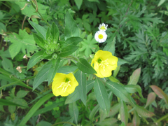 Oenothera biennis