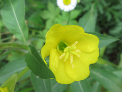 Oenothera biennis