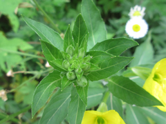 Oenothera biennis