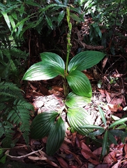 Liparis sootenzanensis