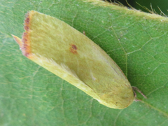 Earias pudicana