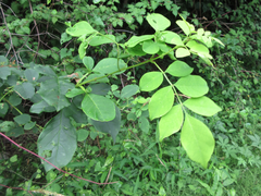 Fraxinus chinensis rhynchophylla