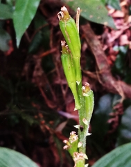 Liparis sootenzanensis