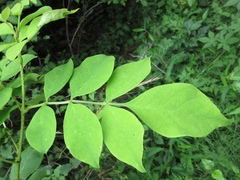 Fraxinus chinensis rhynchophylla