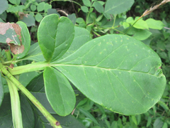 Fraxinus chinensis rhynchophylla