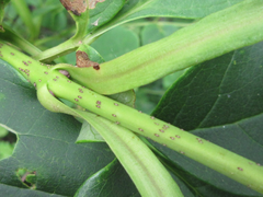 Fraxinus chinensis rhynchophylla