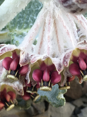 Asclepias californica californica