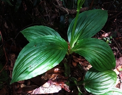 Liparis sootenzanensis