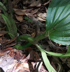 Liparis sootenzanensis