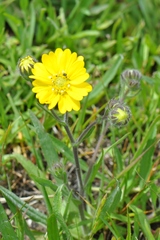 Hemizonia congesta lutescens