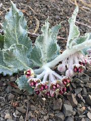 Asclepias californica californica