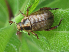 Exomala pallidipennis