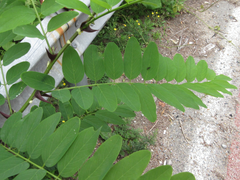 Robinia pseudoacacia