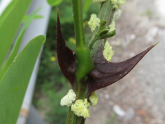 Robinia pseudoacacia