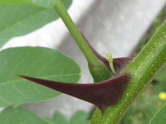 Robinia pseudoacacia