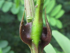Robinia pseudoacacia