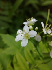 Cardamine leucantha