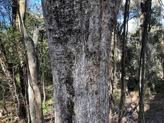 Acacia fasciculifera