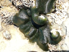 Codium adhaerens