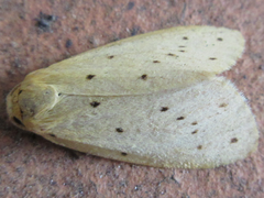 Stigmatophora flava