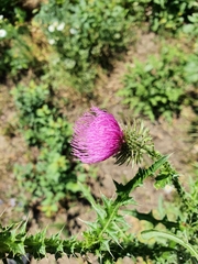 Carduus acanthoides