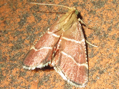 Stemmatophora albifimbrialis