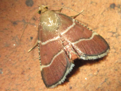 Stemmatophora albifimbrialis