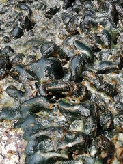 Codium adhaerens