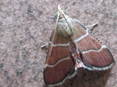 Stemmatophora albifimbrialis