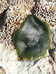 Codium adhaerens