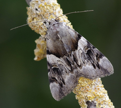 Catocala fulminea