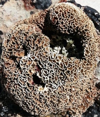 Lithophyllum byssoides