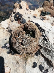 Lithophyllum byssoides