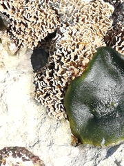 Lithophyllum byssoides