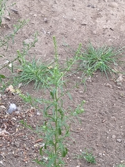 Lepidium apetalum