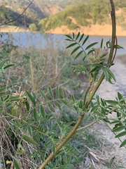 Glycyrrhiza lepidota