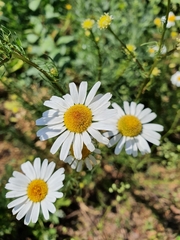 Tripleurospermum inodorum