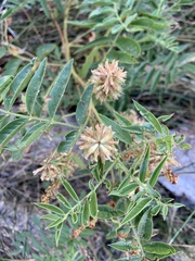 Glycyrrhiza lepidota