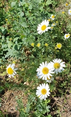 Tripleurospermum inodorum