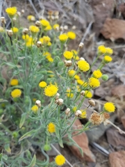 Erigeron aphanactis