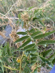 Glycyrrhiza lepidota