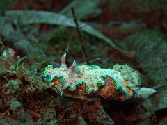 Glossodoris acosti