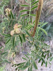 Glycyrrhiza lepidota