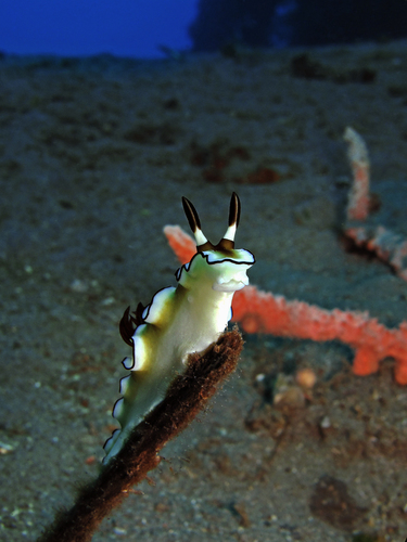 Photo of Black-margined doriprismatica (Doriprismatica atromarginata)