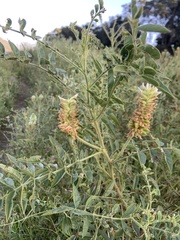 Glycyrrhiza lepidota