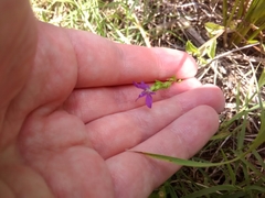 Triodanis perfoliata