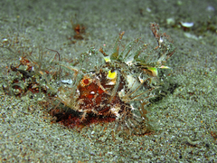 Pteroidichthys amboinensis