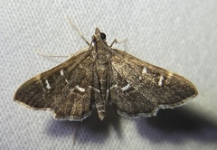 Diathrausta harlequinalis